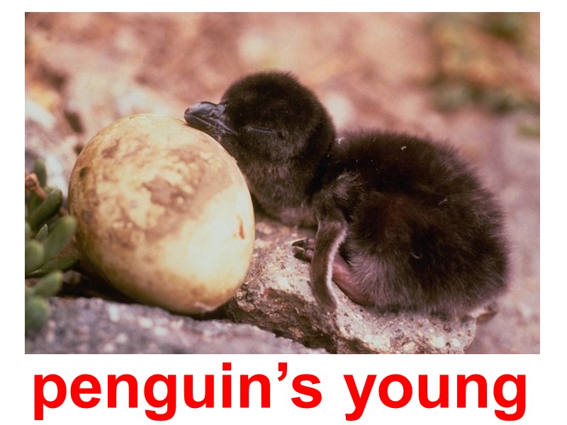 penguin’s young